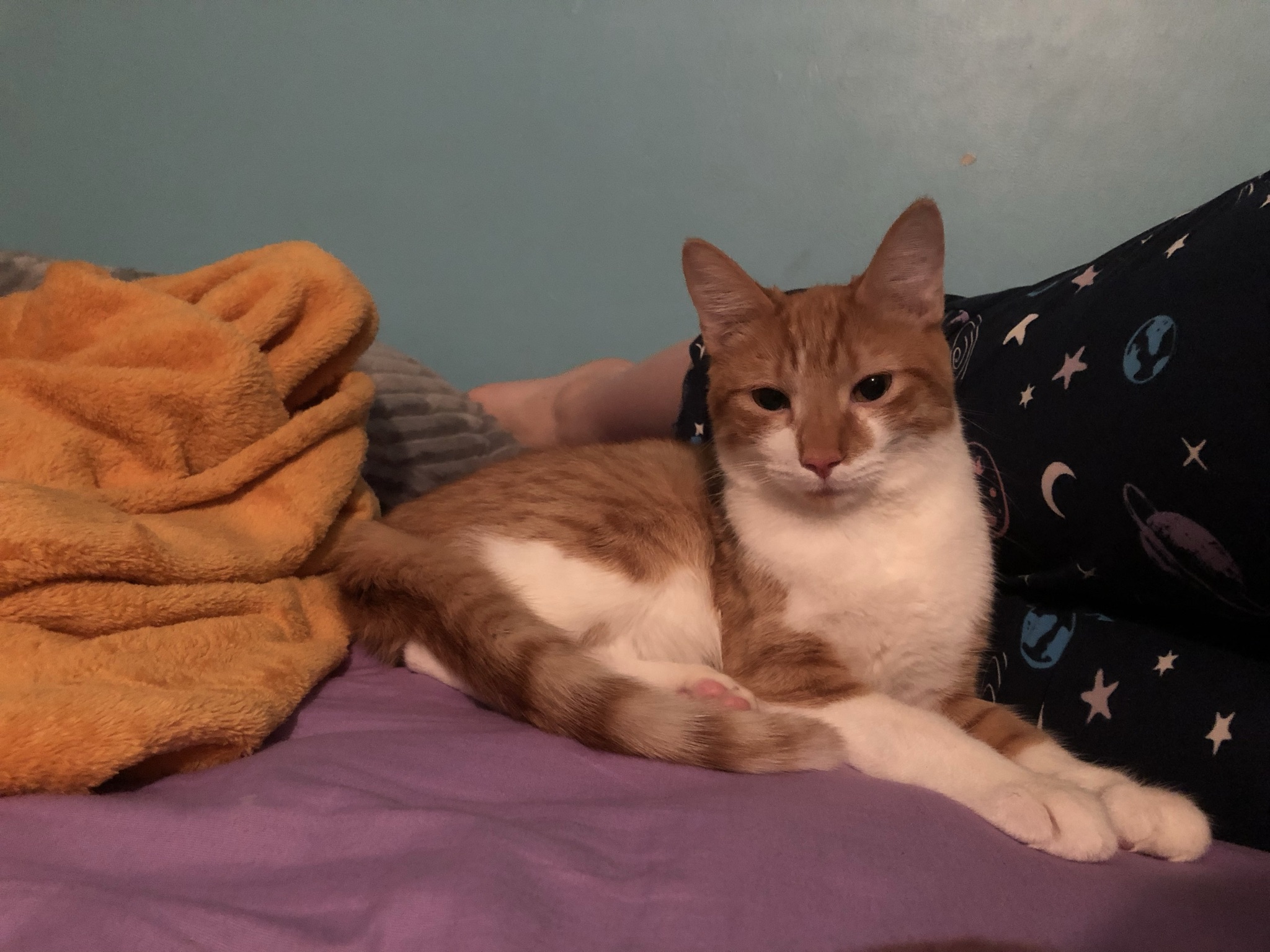 Orange cat lying next to my legs in bed