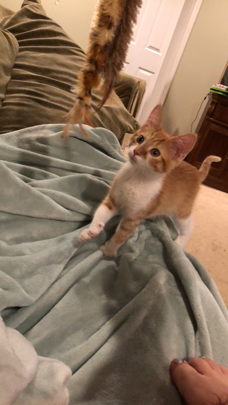 Small orange kitten playing with a feathery toy on the couch