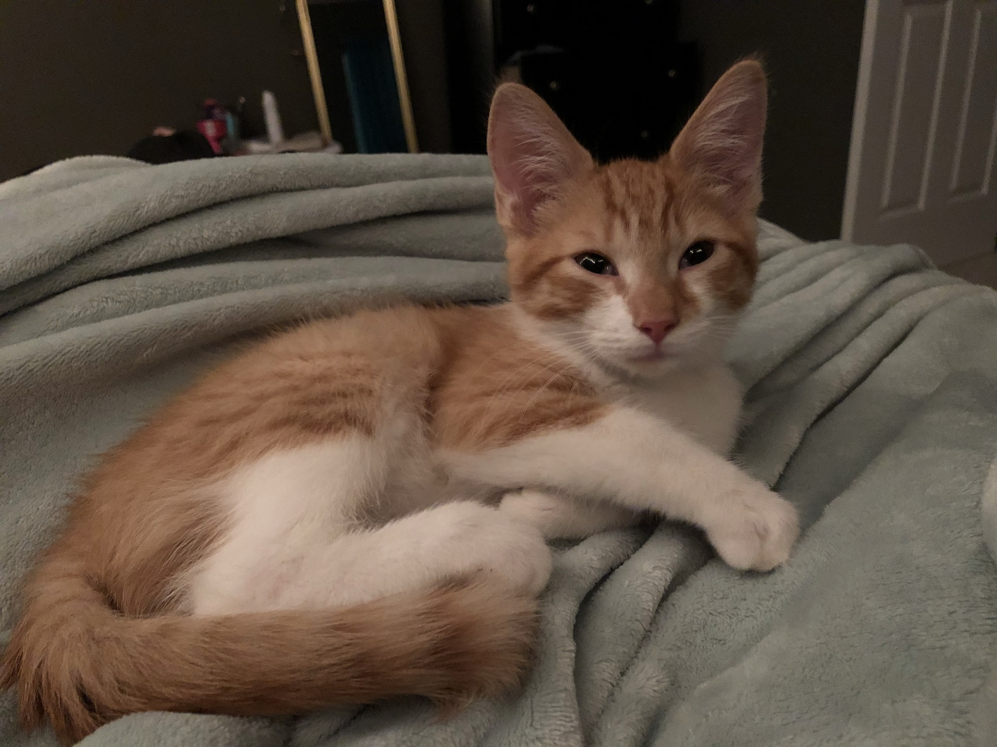 Orange kitten curled up on a mint blanket, making a squinty face