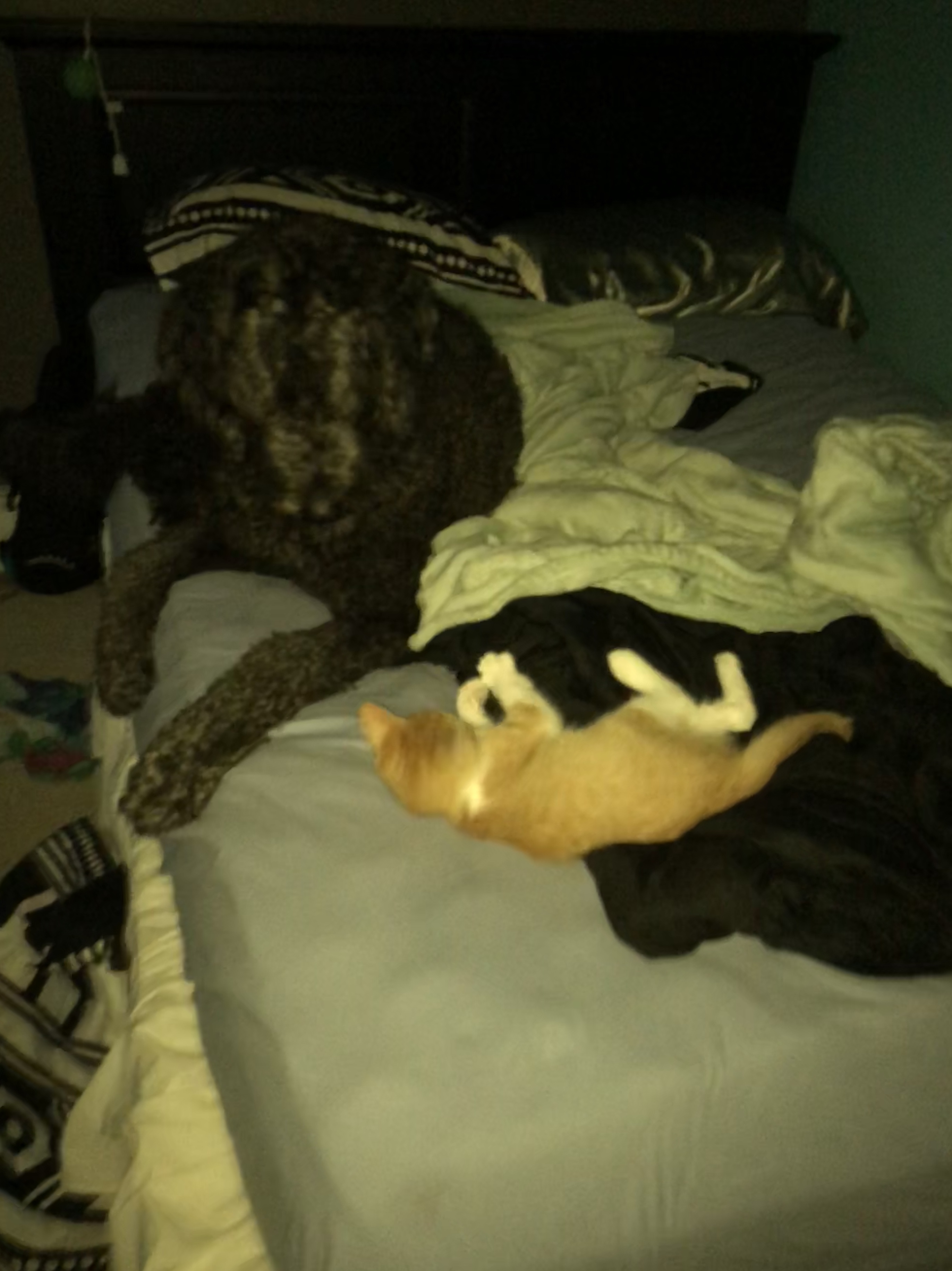 Large black dog and small orange kitten lying on a messy bed