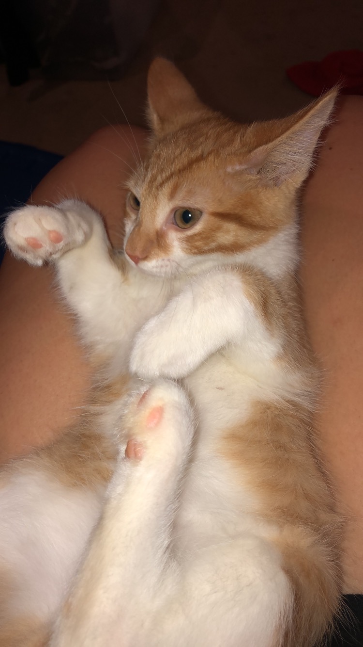 Close up of Leo on his back with his white tummy showing