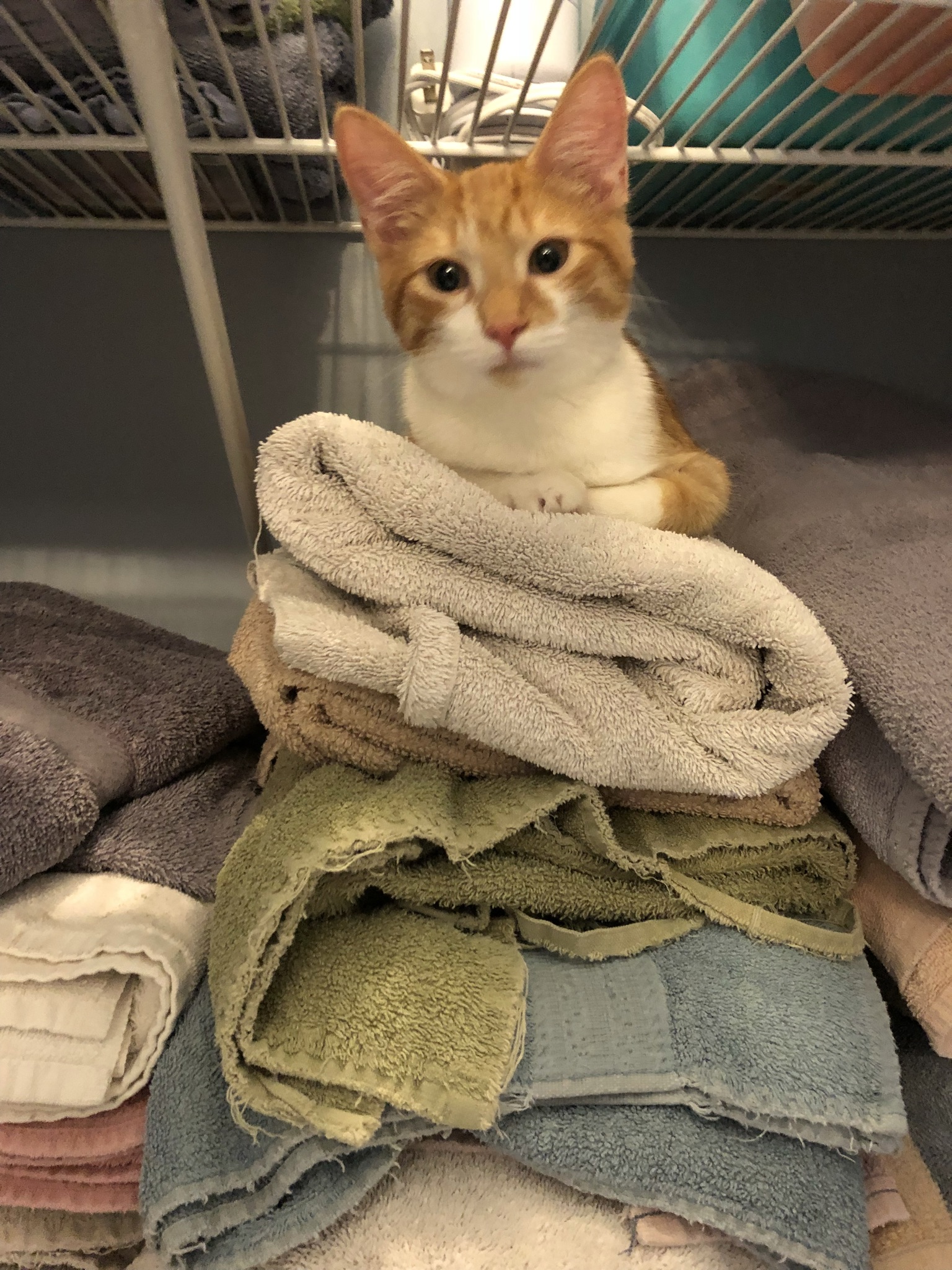 Orange kitten laying on top of a stack of various towels