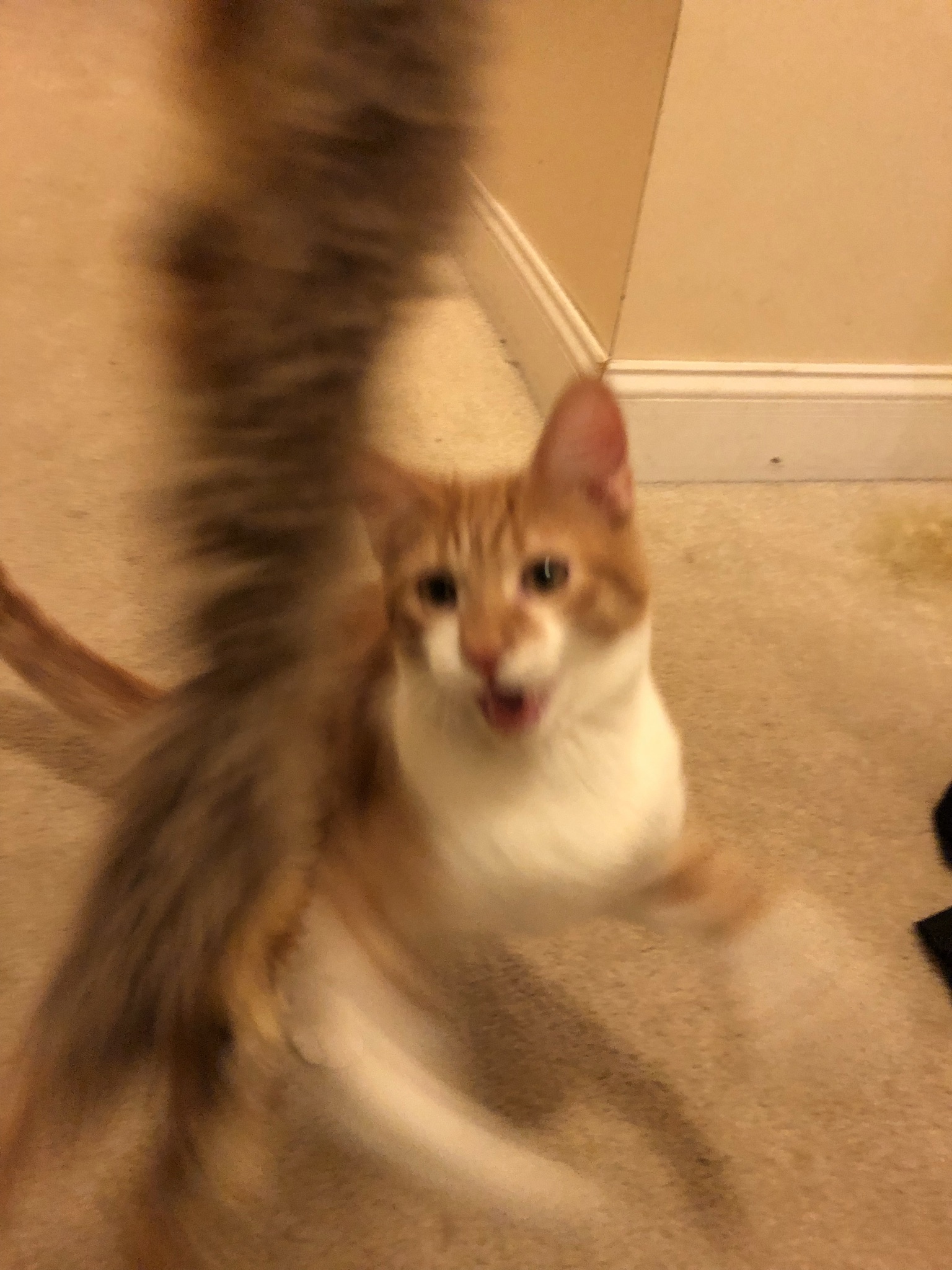 Action shot of Leo jumping for a fluffy-brown feather toy