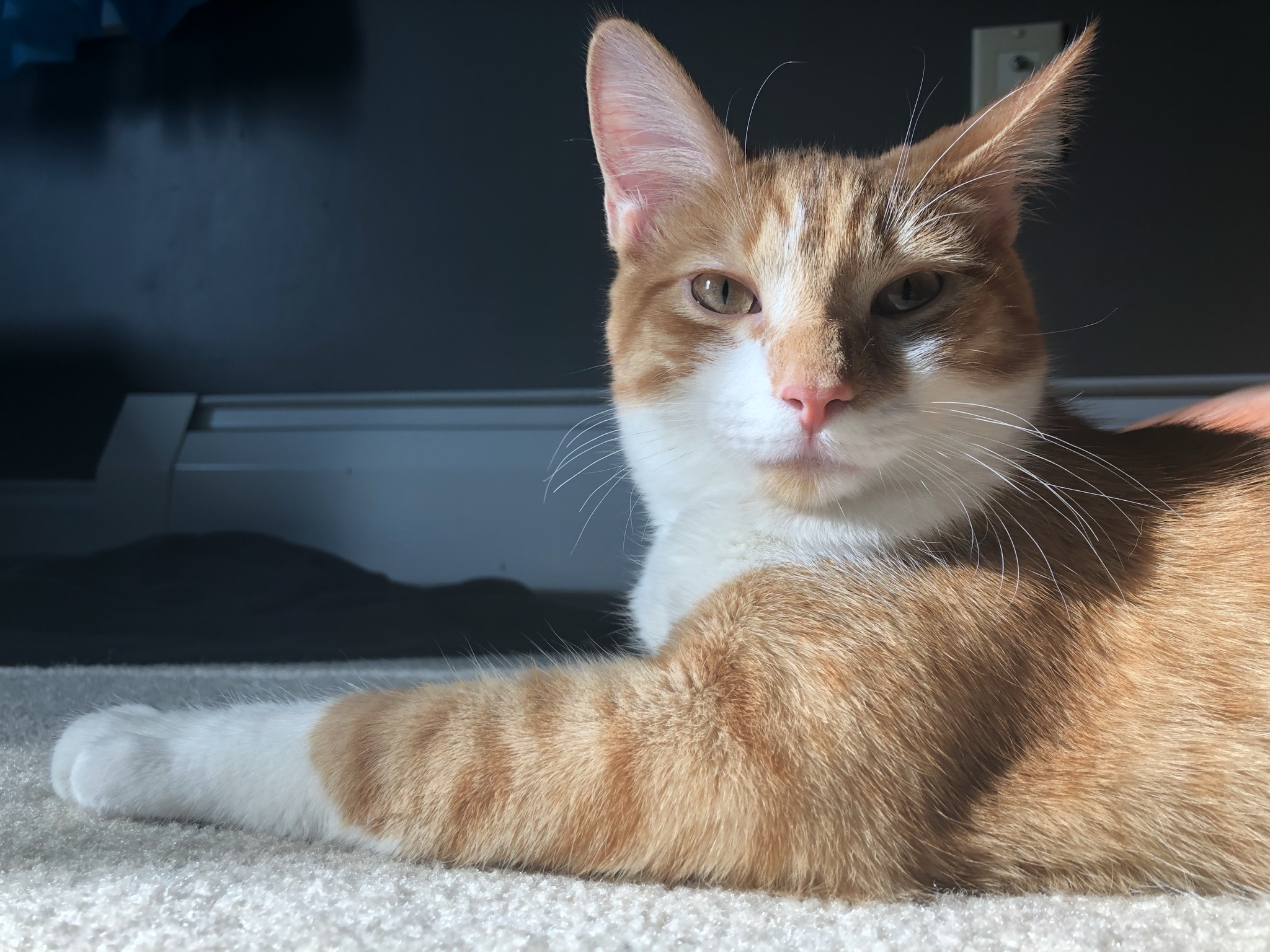 Leo basking in a sun-spot on the carpet